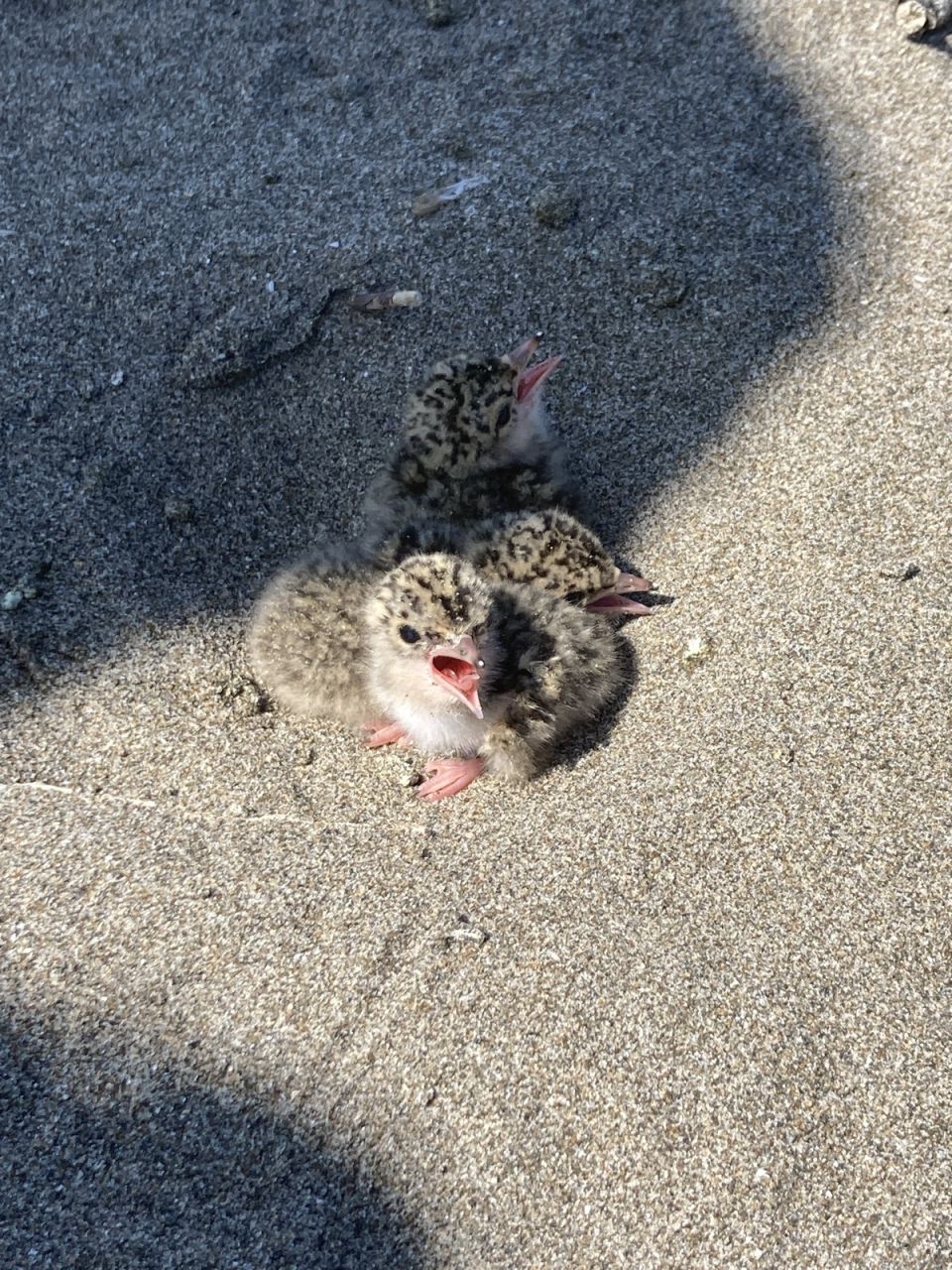 砂浜で出会った絶滅危惧種コアジサシの可愛いヒナたち！