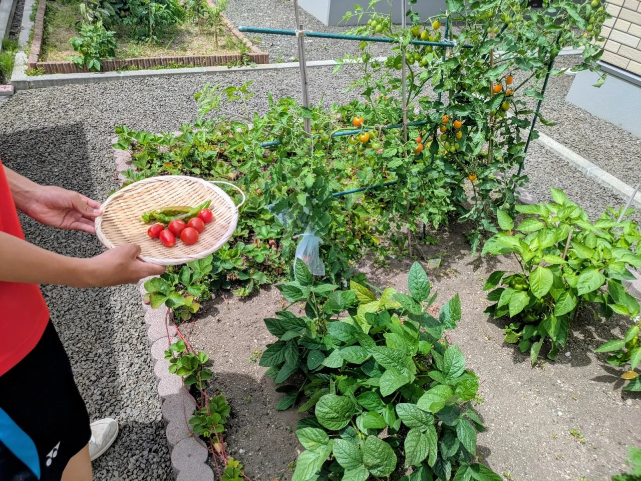 夏休みの家庭菜園！ミニトマト収穫