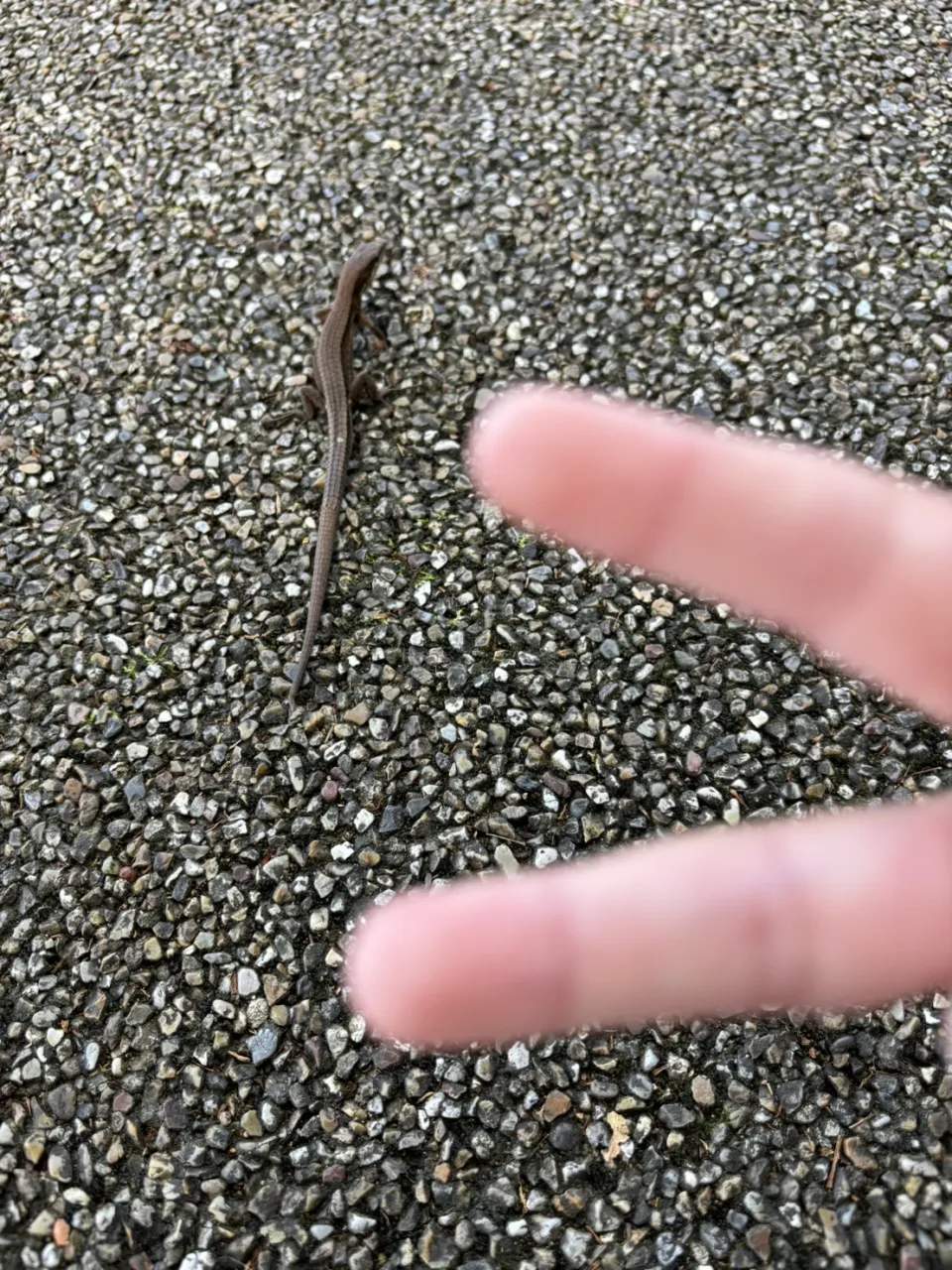 支笏湖の周辺で小さな生き物を発見！
