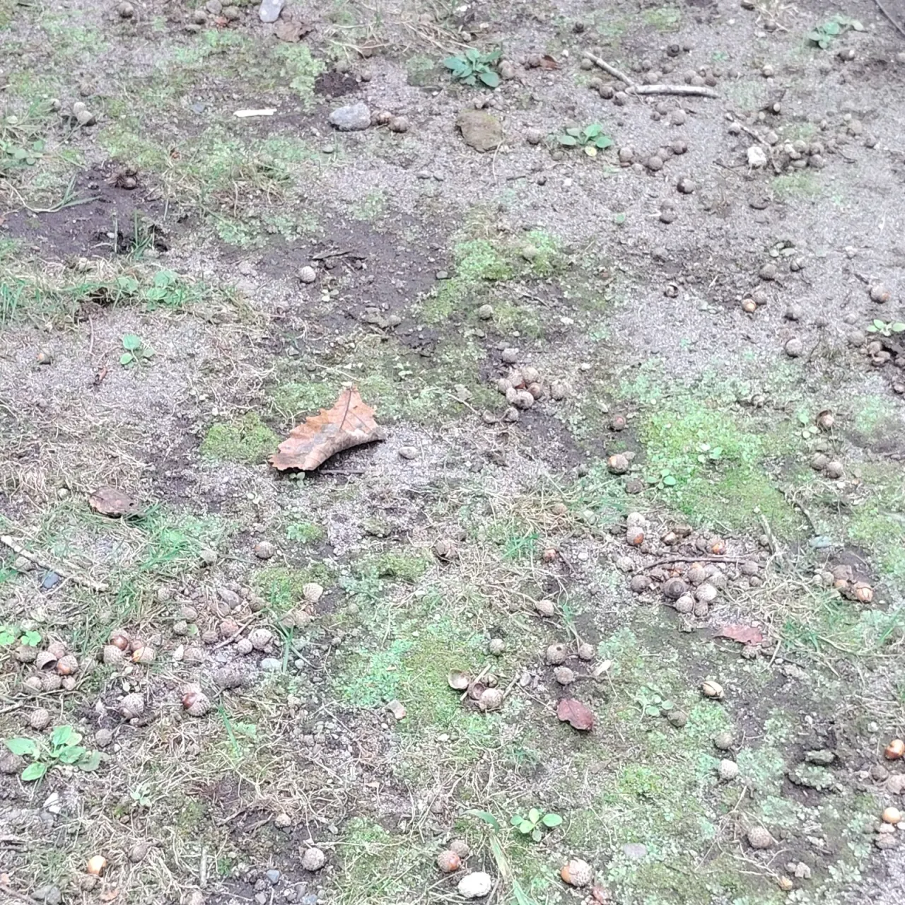 地面にたくさんのどんぐり！秋の自然探し