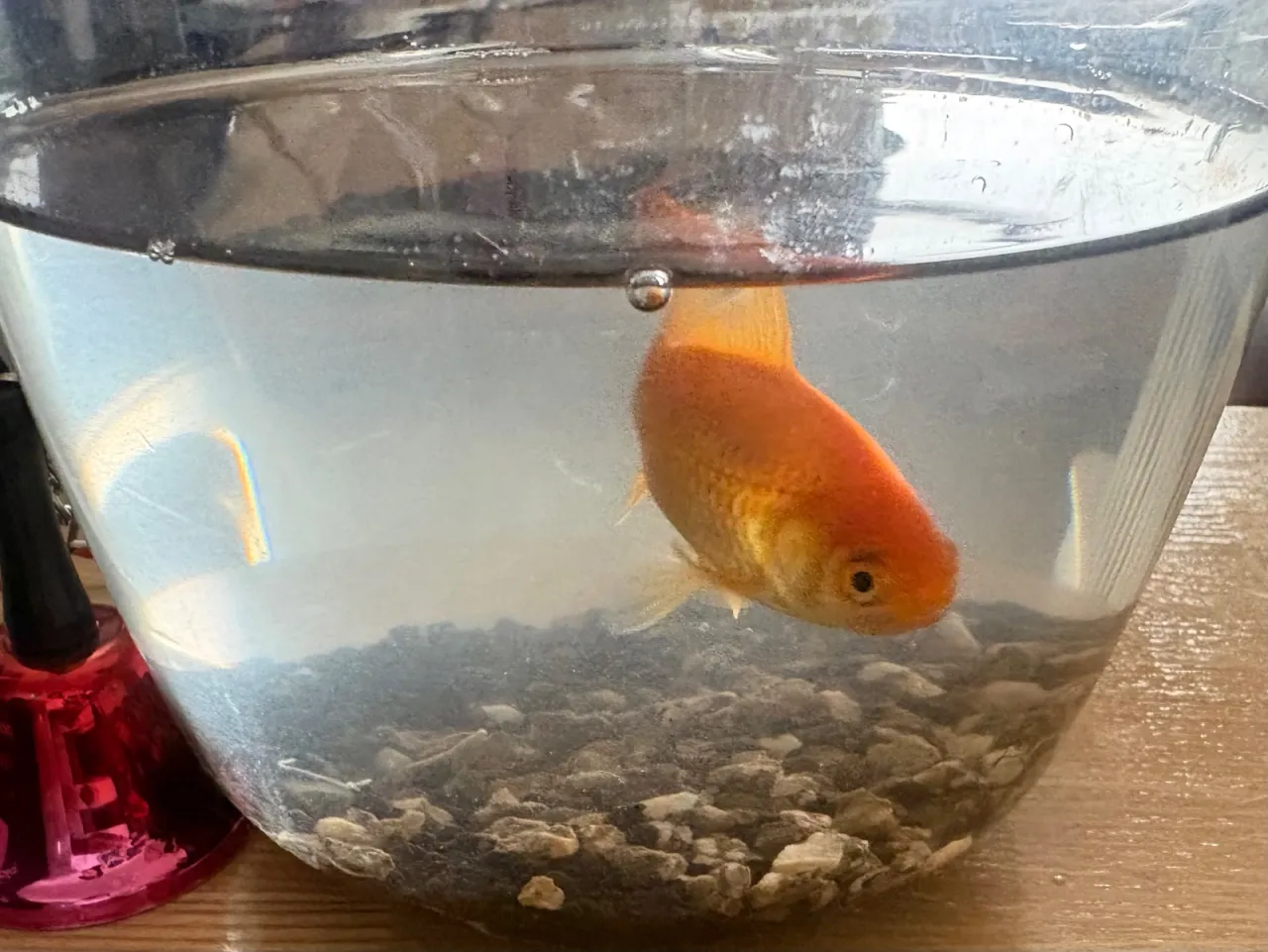 お祭り迎えた金魚を大切にお世話！すくすく成長中