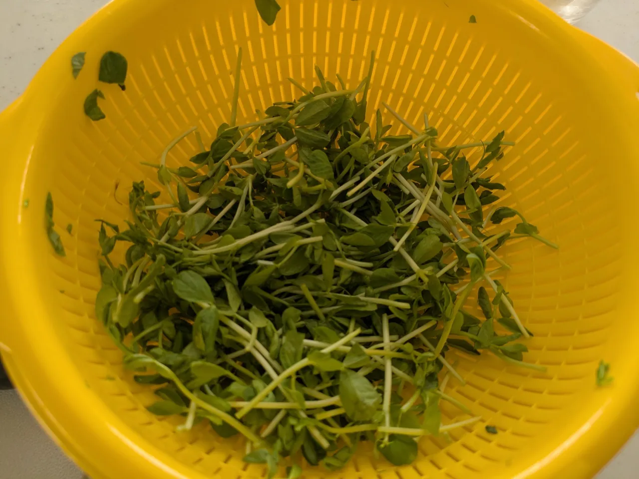 豆苗の再生栽培にチャレンジ！🌱