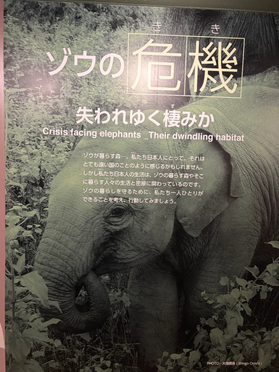 円山動物園で野生動物とSDGsについて学ぼう！