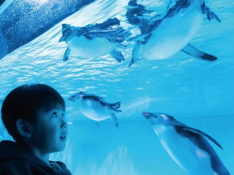 北海道のみんなにもっと身近な水族館へ！🐧「どうみんすいぞくかんクラブ」って？